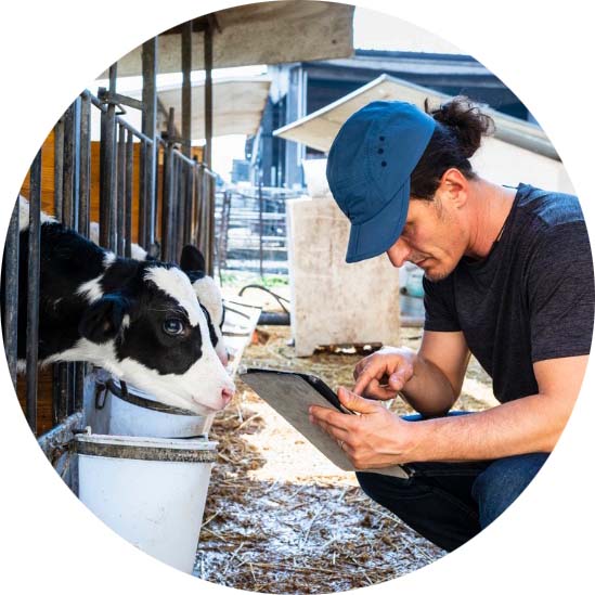 meat and dairy industry debt collection